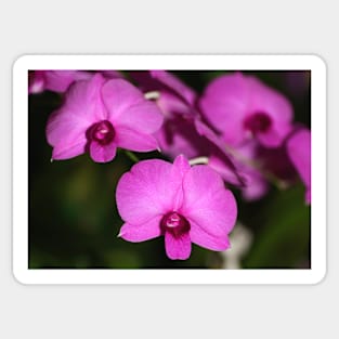 Purple Power: Moth Orchid or Phalaenopsis Sticker